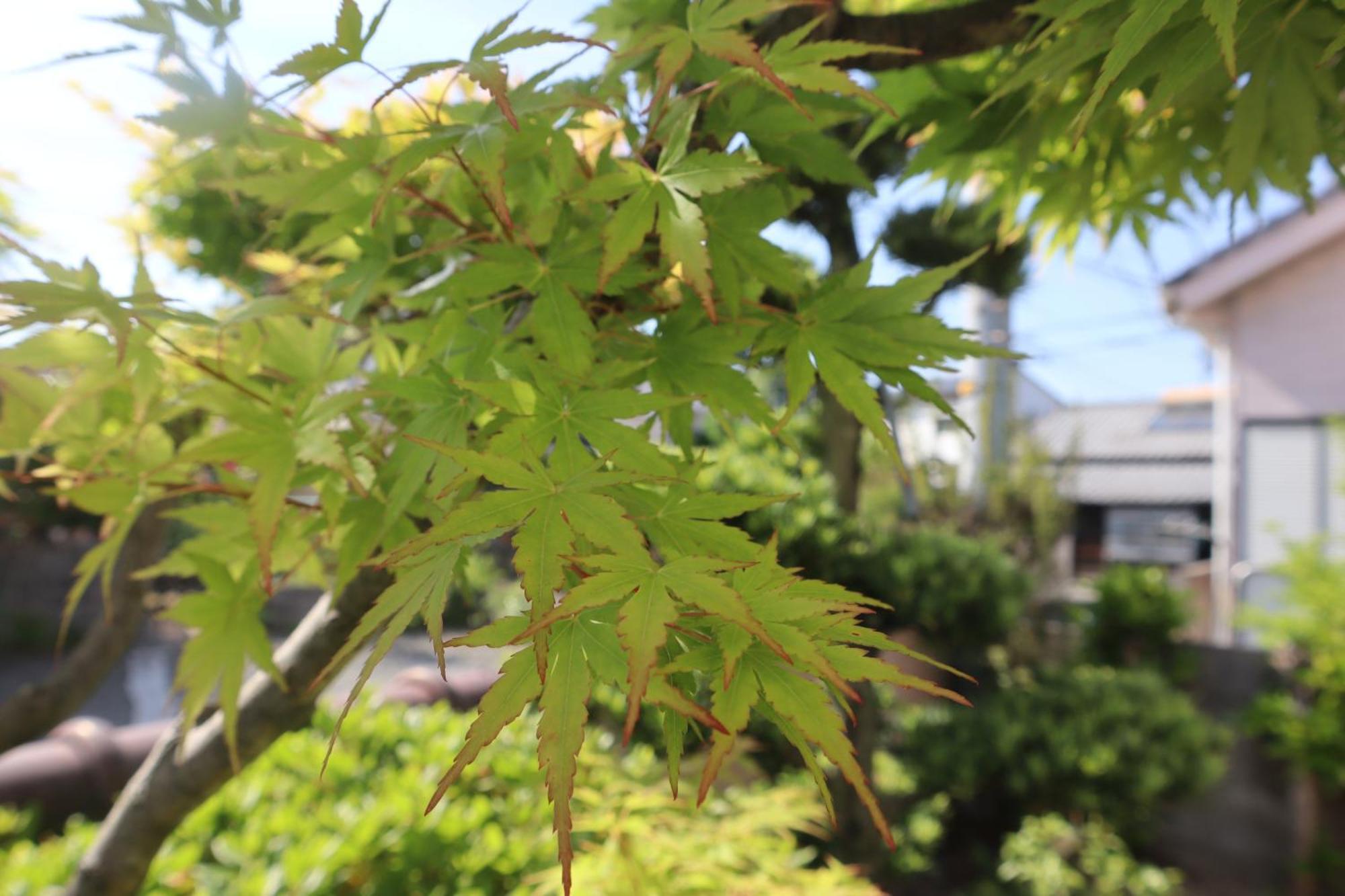 立花荘 Villa Matsuyama  Ngoại thất bức ảnh